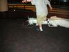 John kicking the living crap out of the dragon costume someone left in the hall (not really)